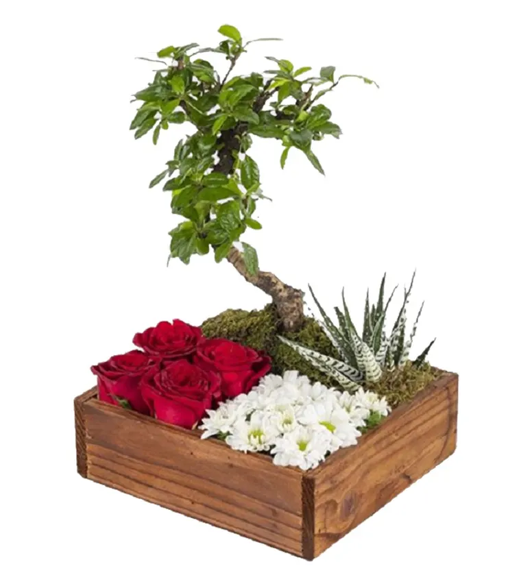 Ahşap Bölmeli Kutuda Bonsai - Sakarya çiçek siparişi