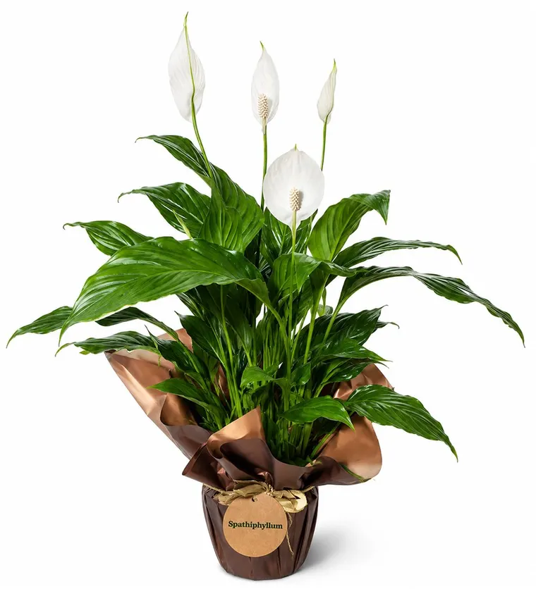 Barış Çiçeği - Spathiphyllum - Adana çiçek siparişi