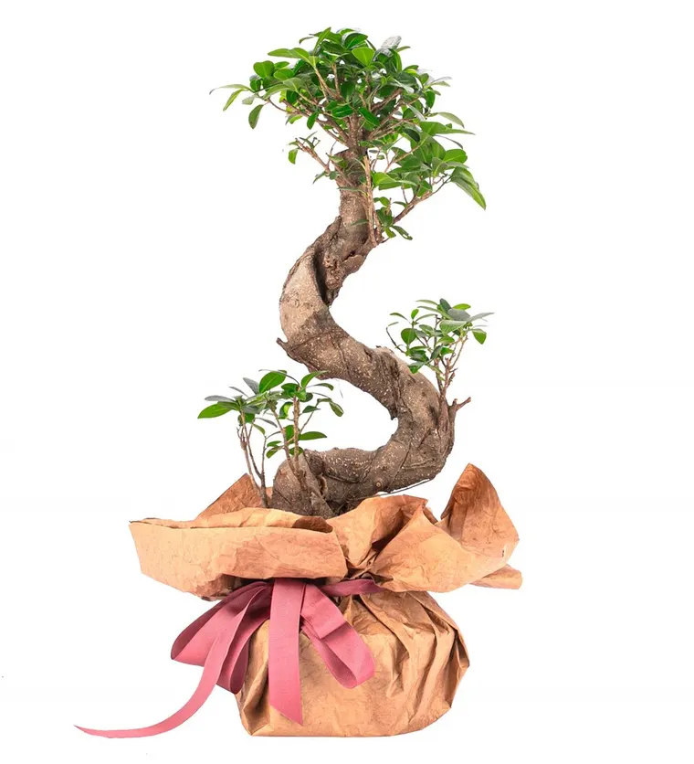 Kraft Serisi - S Gövde Giant Bonsai Tasarım - Sakarya çiçek siparişi