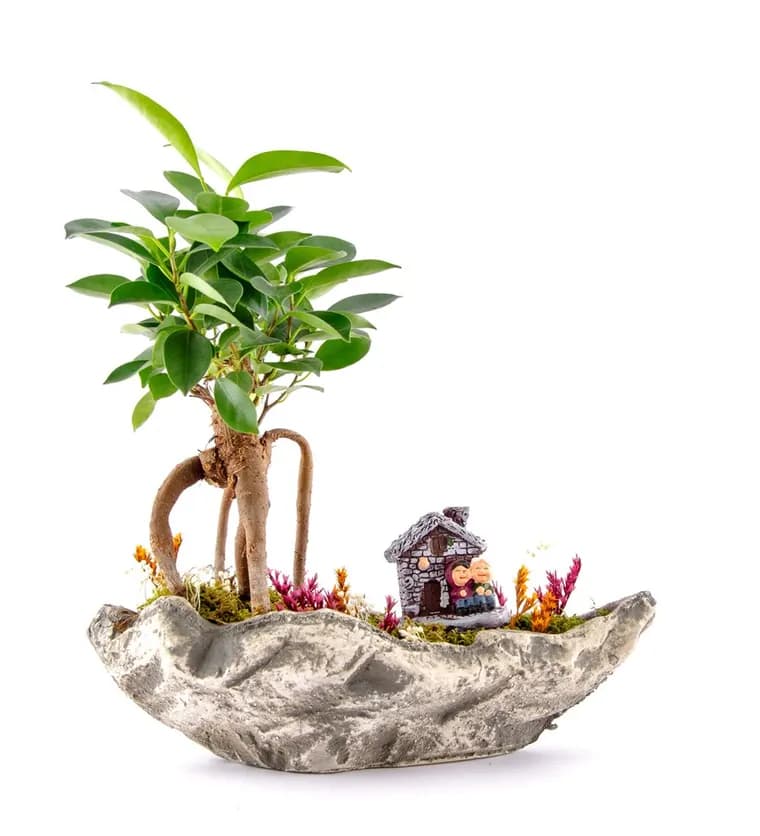 Marineris Serisi Taş Evim Bonsai Bahçesi - Sakarya çiçek siparişi