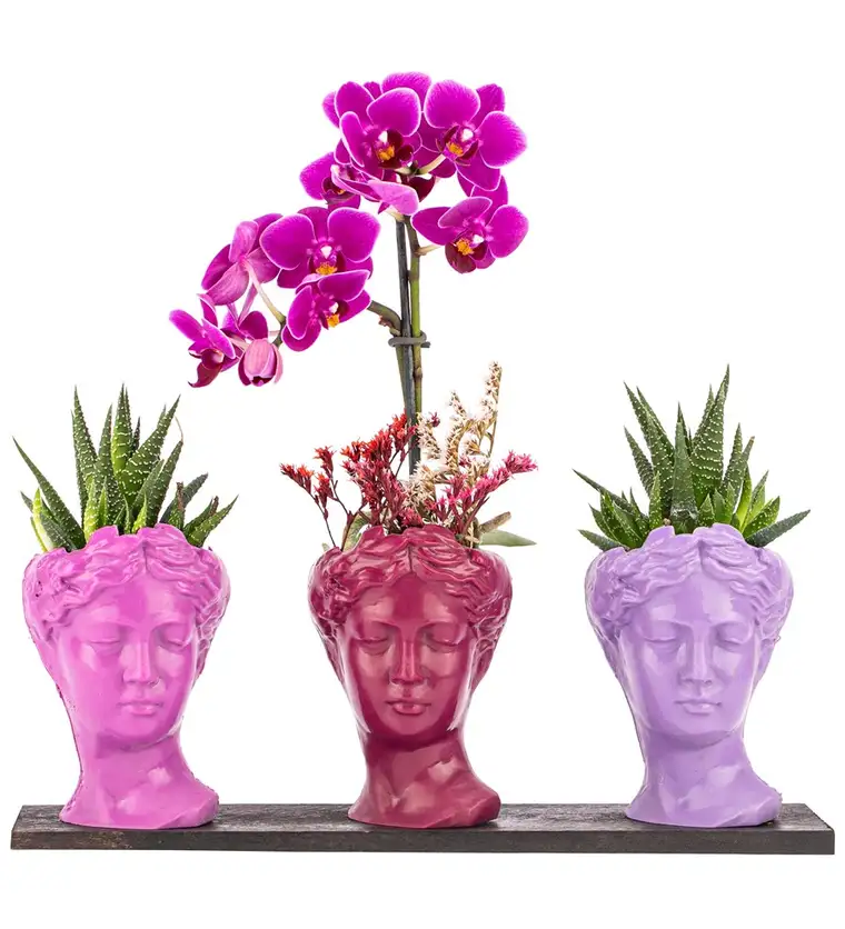 Trio Mini Helen Serisi Haworthia ve Tek Dal Orkide Tasarım - Pink Colors - Kastamonu çiçek siparişi