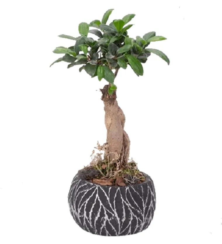 Zebra Saksıda Ginseng Bonsai - Sakarya çiçek siparişi