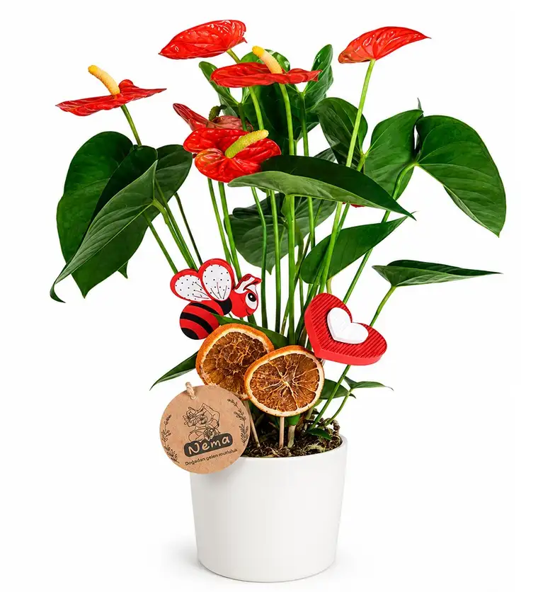Antoryum - Anthurium Beyaz Nora - Elazığ çiçek siparişi