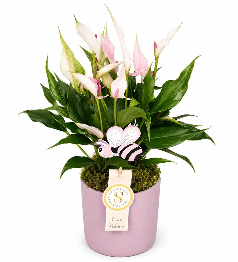 Antoryum - Anthurium Lily - Elazığ çiçek siparişi