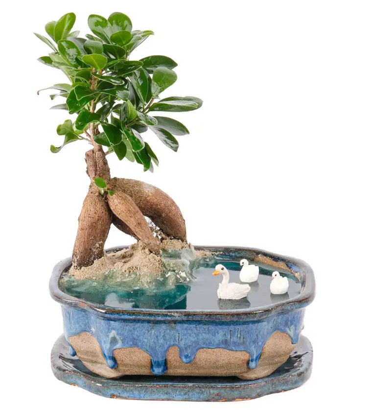Art of Ceramic Series - Ficus Ginseng Bonsai Teraryum - Elazığ çiçek siparişi