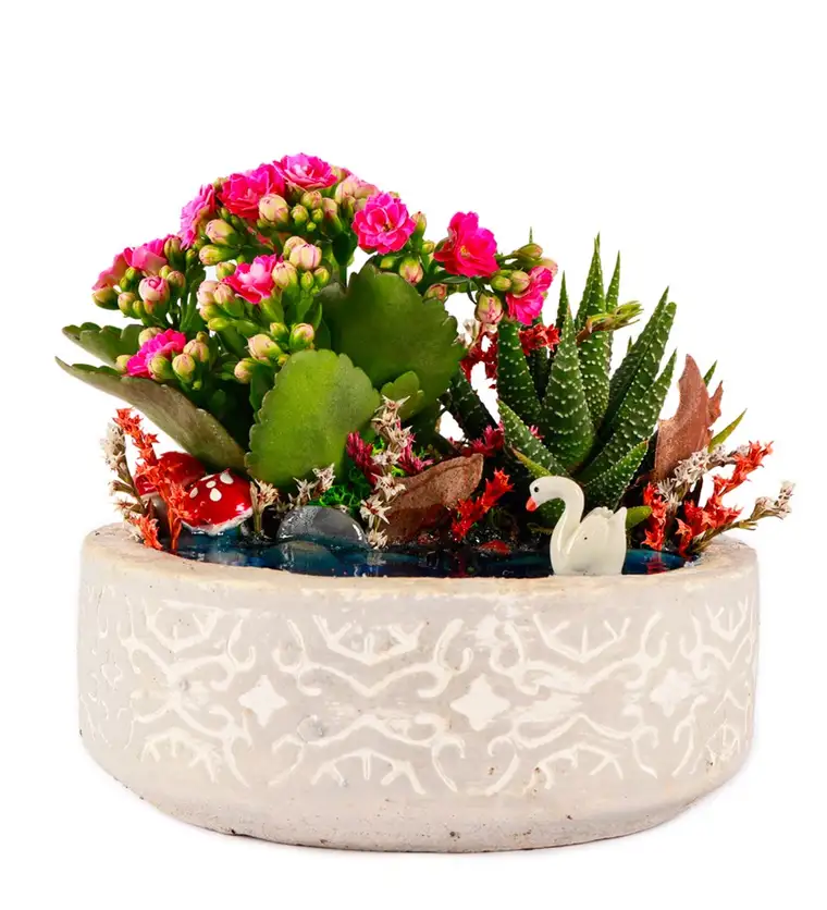Beton Saksıda Haworthia ve Kalanchoe Teraryum - Elazığ çiçek siparişi