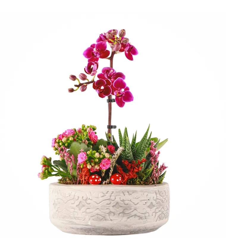 Beton Saksıda Orkide, Kalanchoe ve Haworthia Tasarım - Elazığ çiçek siparişi