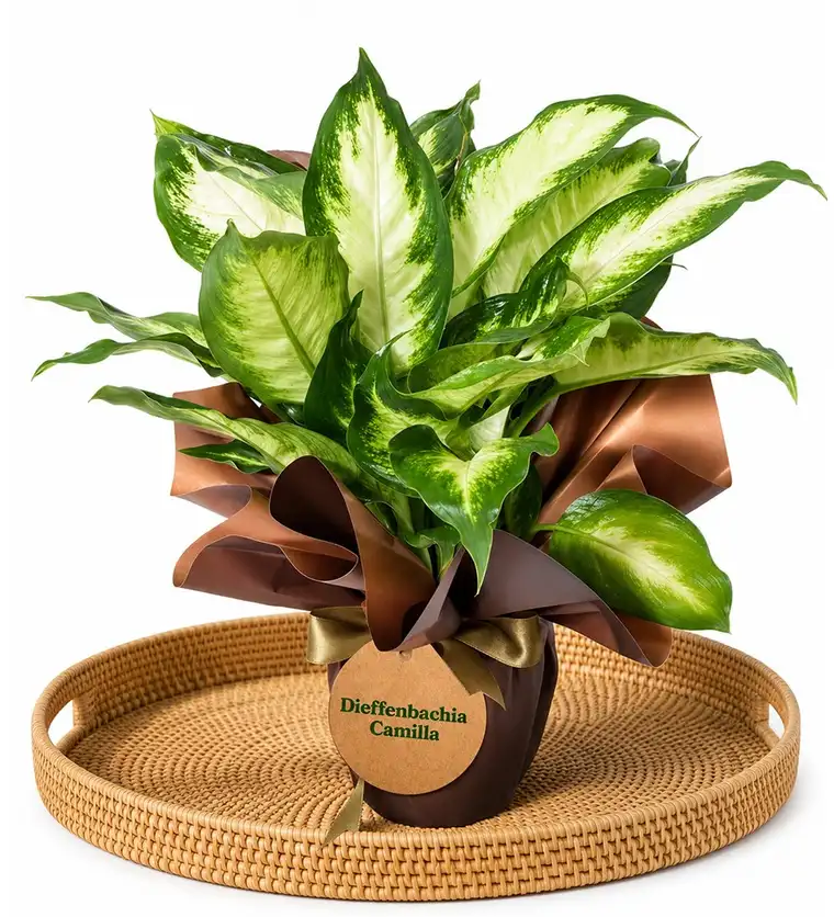 Difenbahya - Dieffenbachia Camilla - Elazığ çiçek siparişi