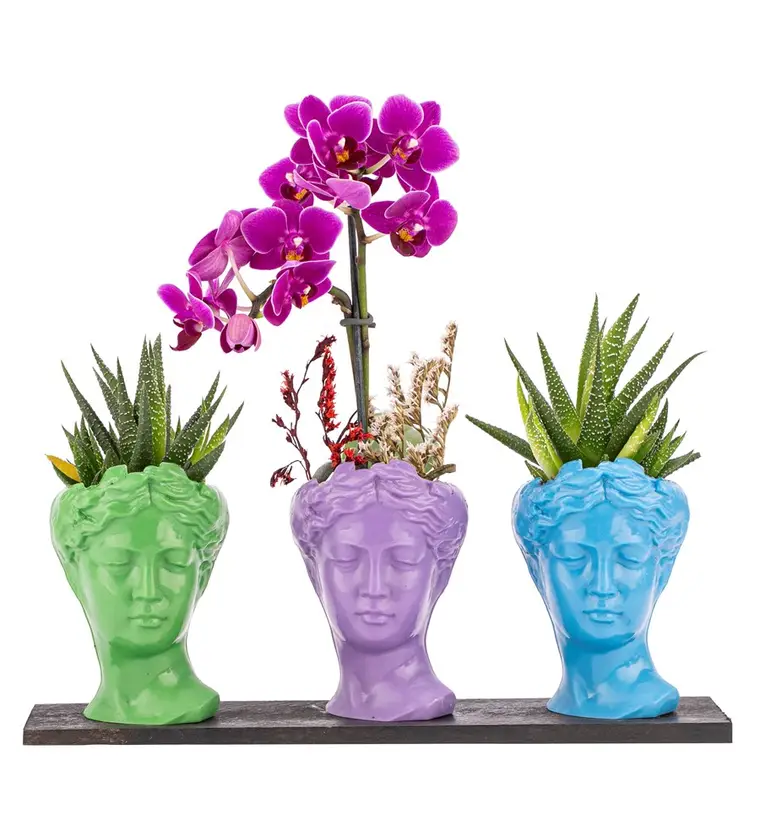 Trio Mini Helen Haworthia ve Tek Dal Orkide Tasarım / Açık Yeşil - Lila - Turkuaz Colors - Kahramanmaraş çiçek siparişi