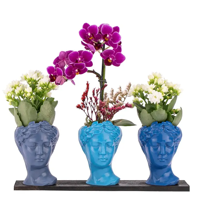 Trio Mini Helen Serisi Kalanchoe ve Tek Dal Orkide Tasarım - Blue Colors - Elazığ çiçek siparişi