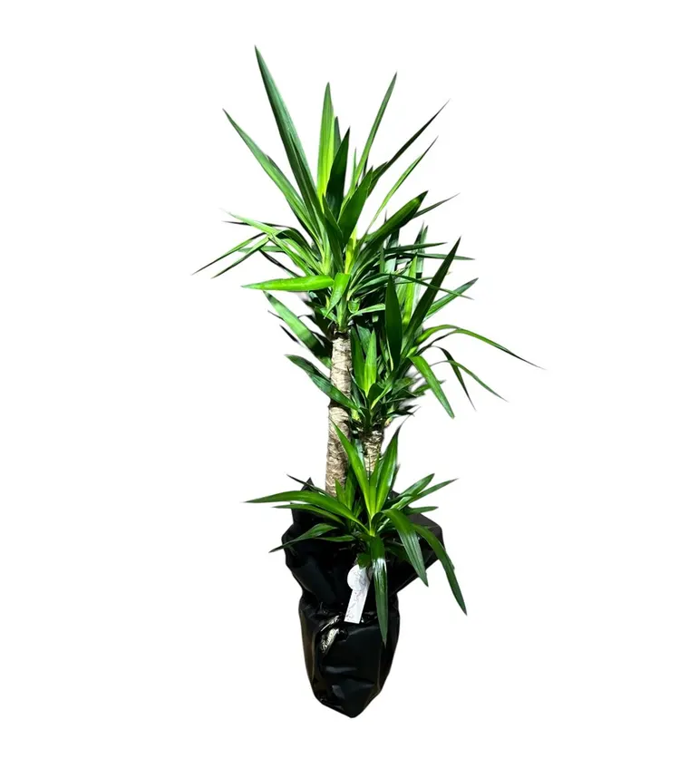 Yucca Bitkisi Çift Gövdeli - Gümüşhane çiçek siparişi